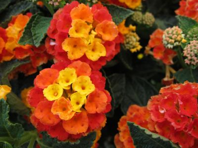 IMG_0356.JPG