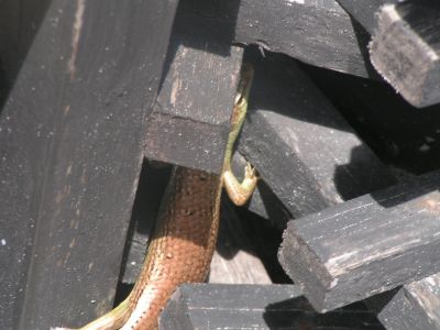 PICT0963.JPG
