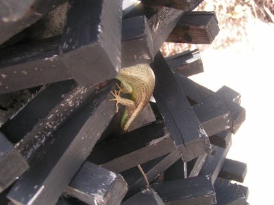 PICT0965.JPG