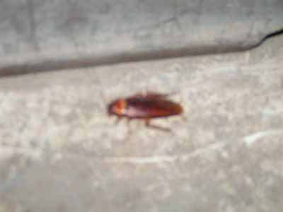 PICT1090.JPG